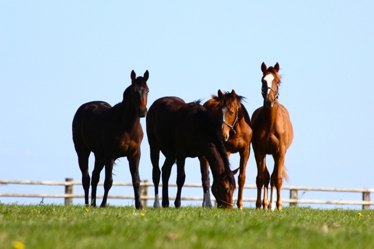 EFTBA Veterinary Newsletter n°14