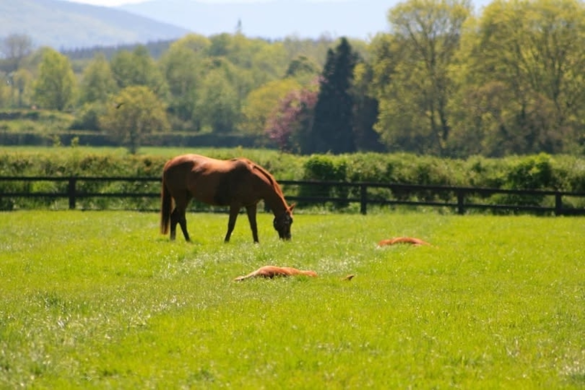 TDN Article on EU's proposed new Animal Health Transport Regulations 