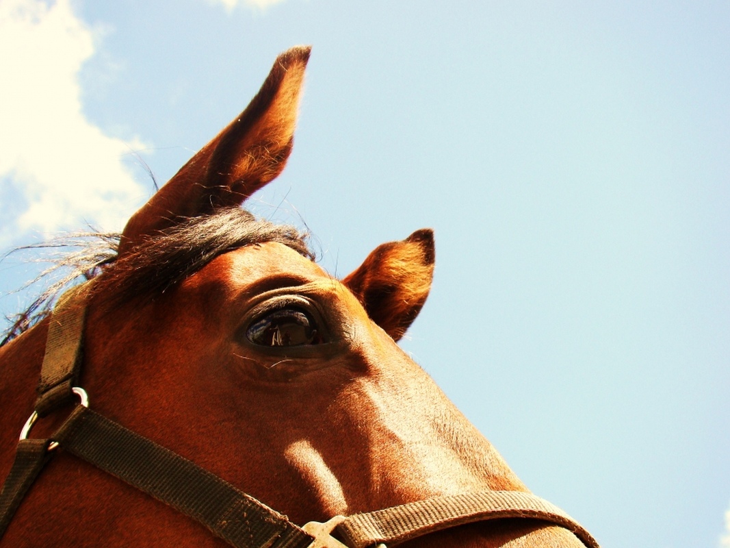 Promoting Best Practices in Europe