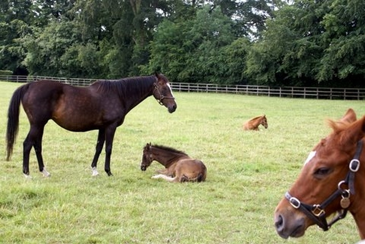 Communique : Recent racing news and events and equine genomics