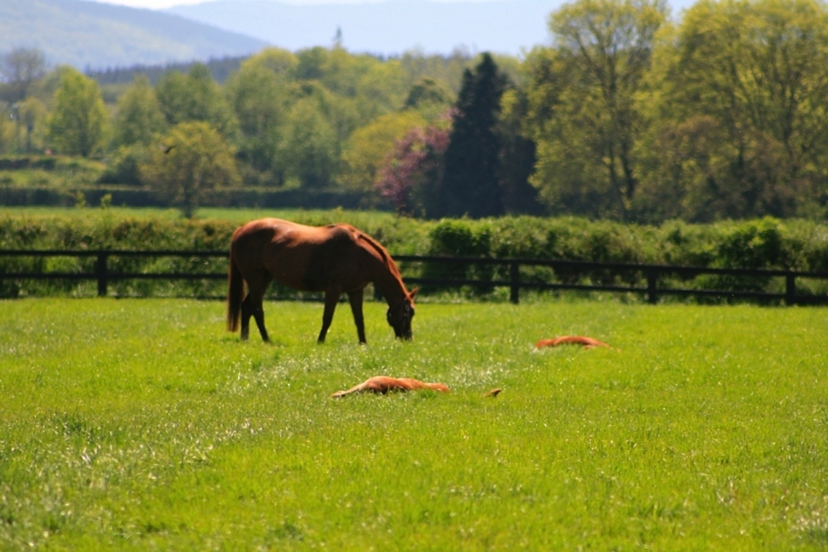 EFTBA's Stance on AI Breeding Methods 