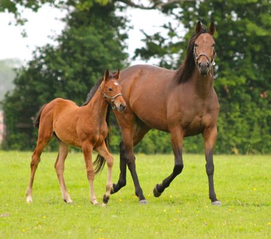 EHN Members meet at European Parliament to press for access to research funds for horses