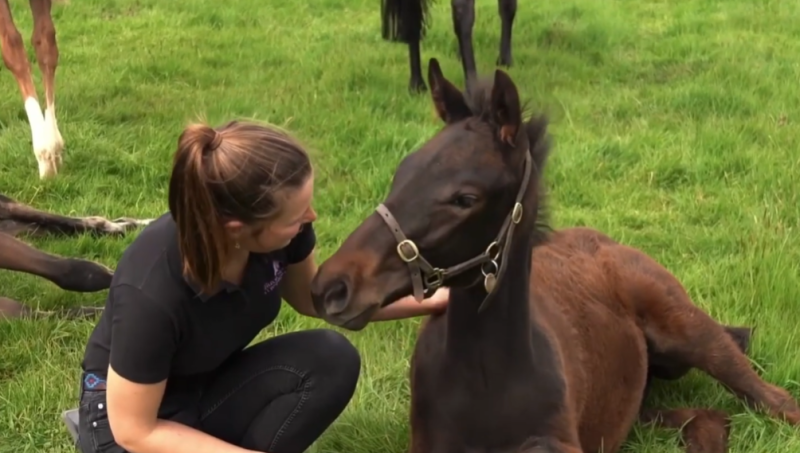 EFTBA Presentation on the Health & Welfare of Thoroughbred