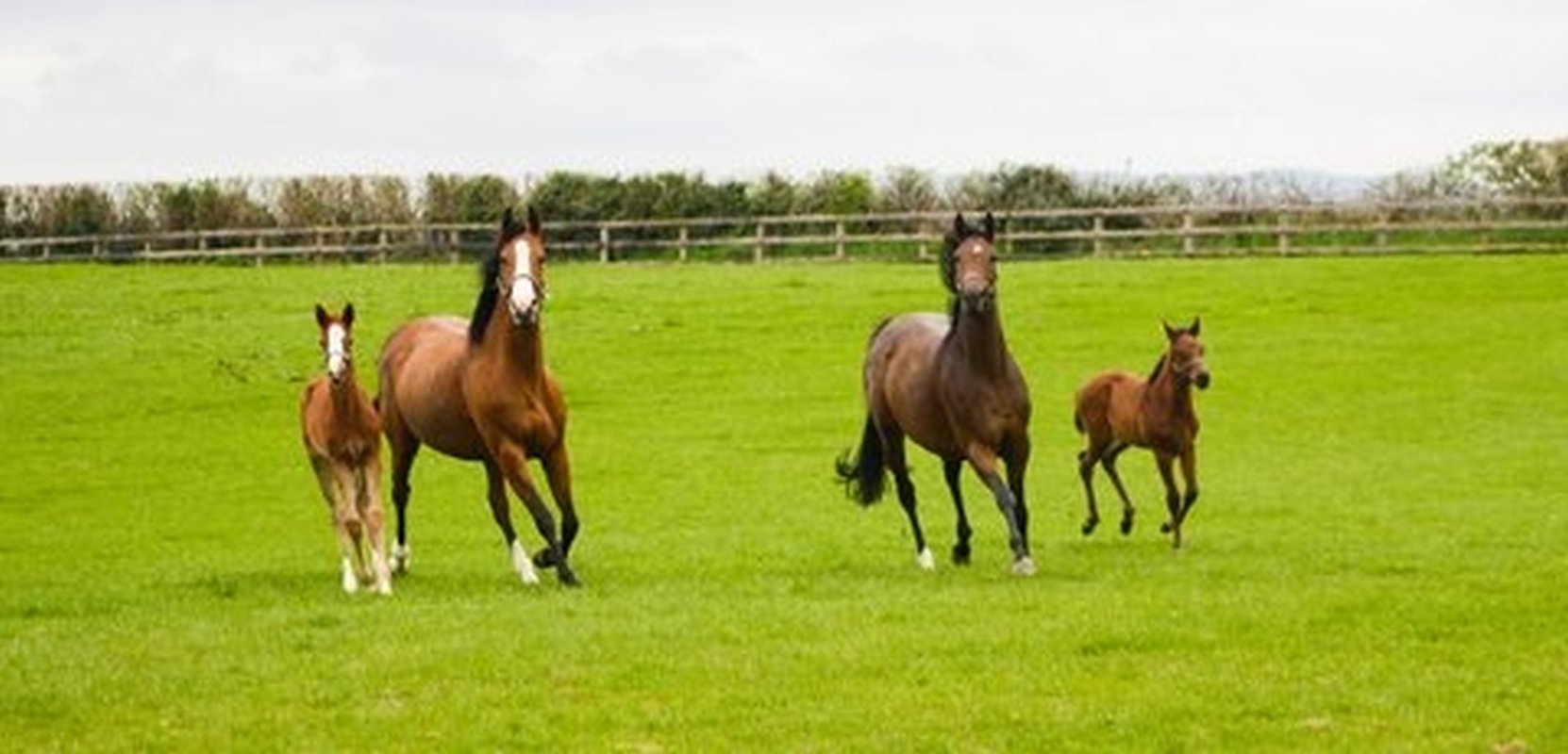 Equine Herpes Virus Crisis