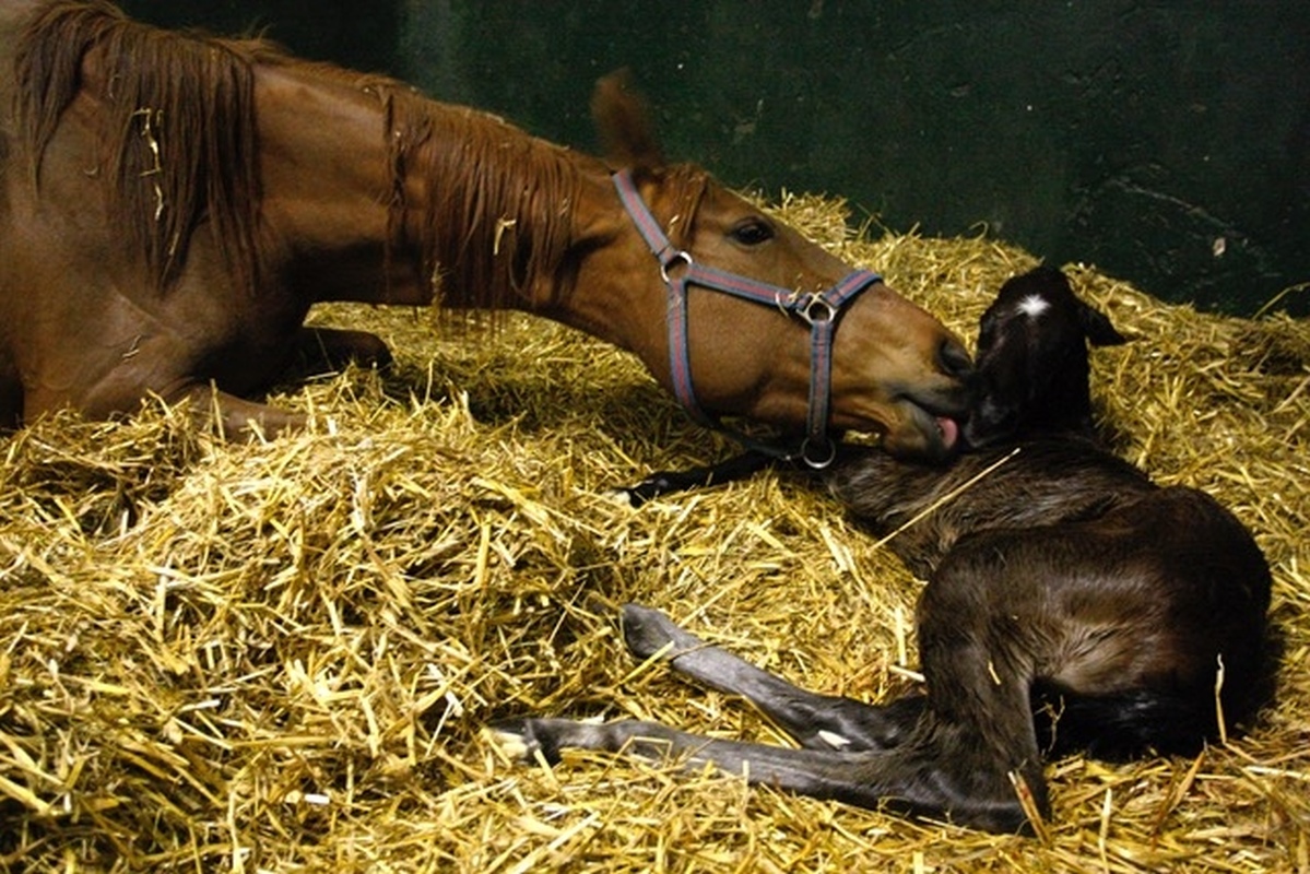 The Amazing Story of the Thoroughbred 