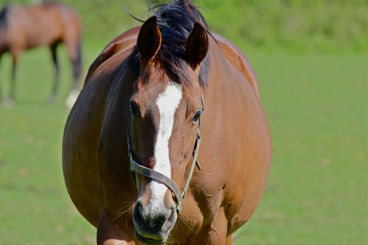 EFTBA Veterinary Newsletter n°15